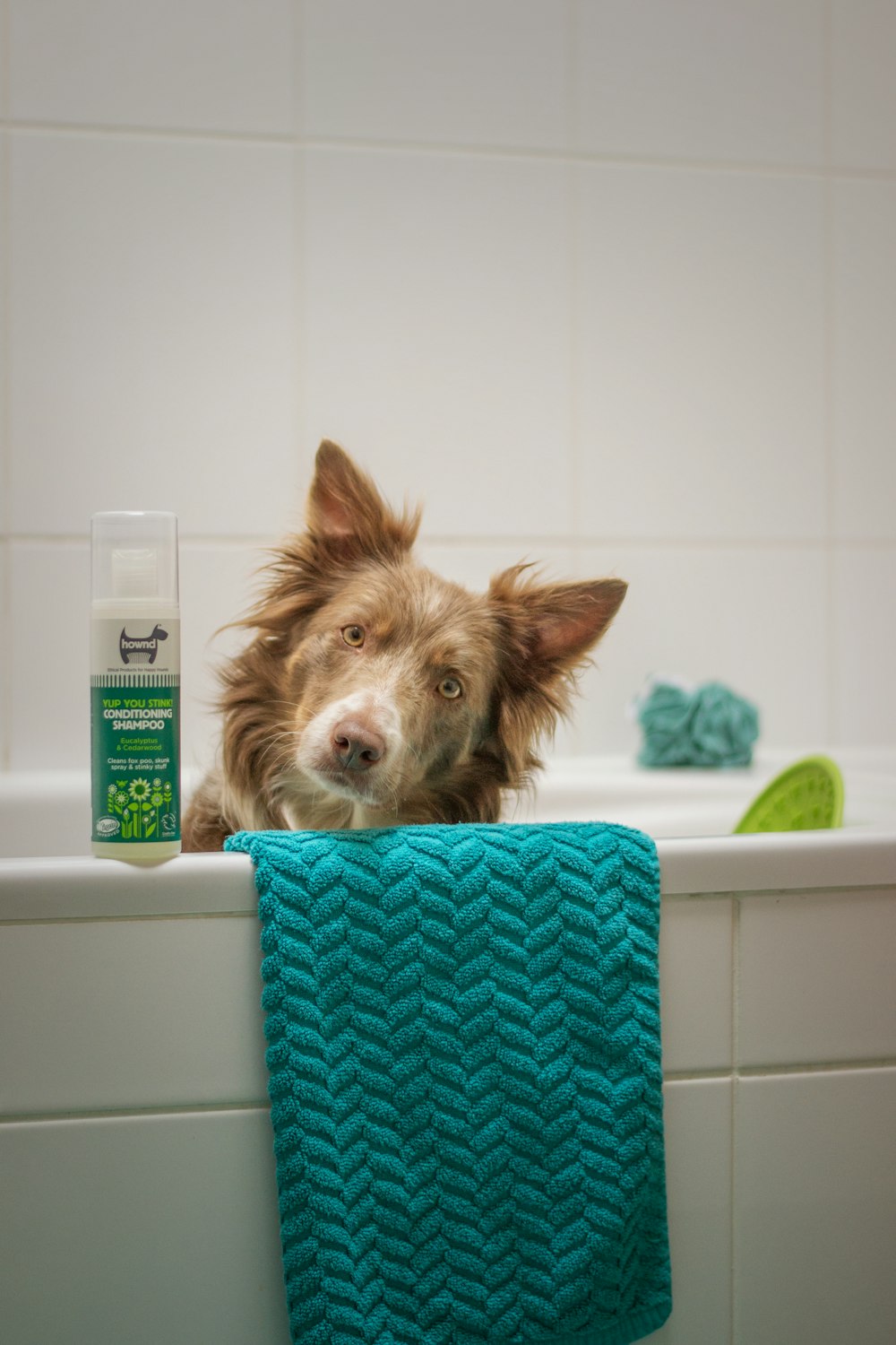 Border collie peeking over the edge of a bathtub