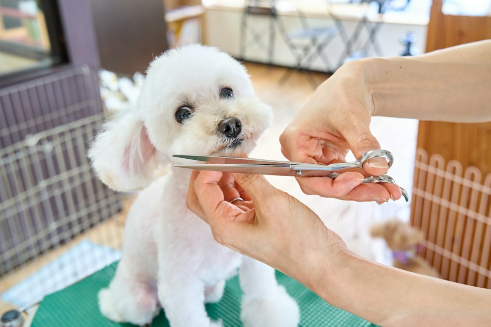 White toy poodle getting a scissor trim