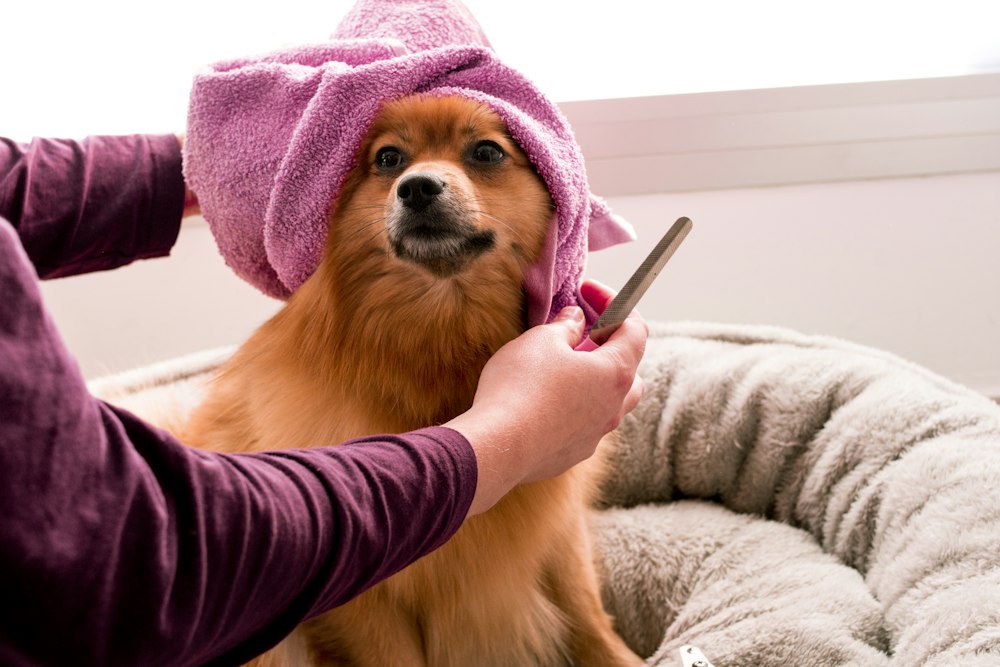 Pomeranian wrapped in a pink towel during a groom
